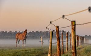 Cheval dans la prairie avec la rosée du matin