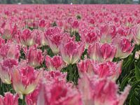 Tulpen uit Anna Paulowna