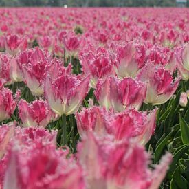 Tulpen uit Anna Paulowna van Ria van den Berg