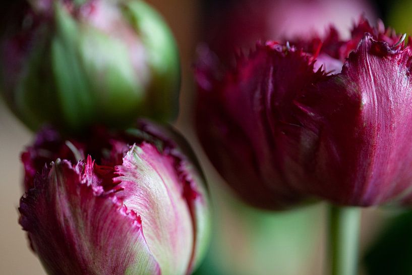 Crispa-Tulpen von Petra Dreiling-Schewe