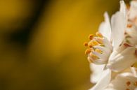 Macro opname van witte bloem op gele achtergrond van Danny Motshagen thumbnail
