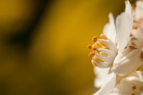 Weiße Blume auf gelbem Hintergrund