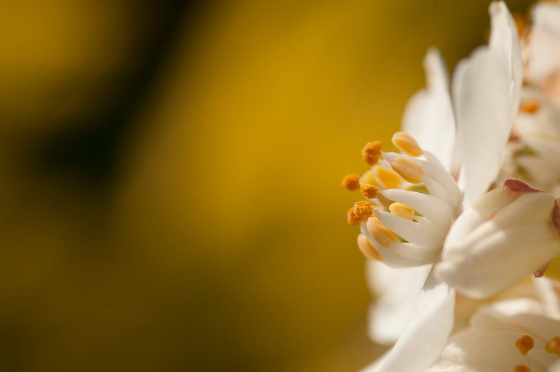 Macro opname van witte bloem op gele achtergrond van Danny Motshagen
