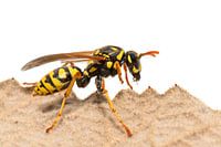 Field Wasp