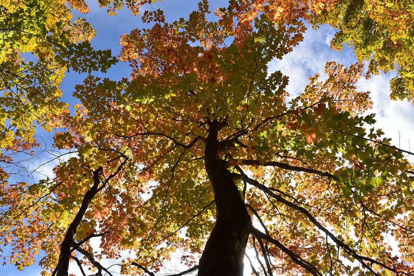 A maple tree in autumn by Claude Laprise