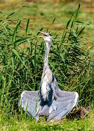 Blue heron dries its wings by Han van der Staaij