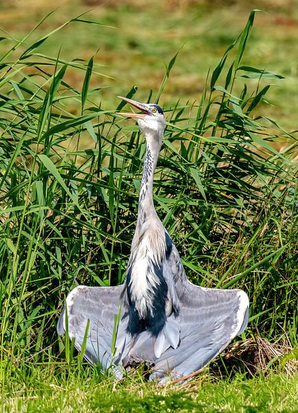 Le héron cendré sèche ses ailes par Han van der Staaij