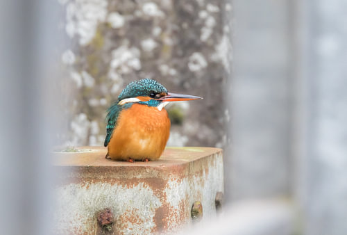 IJsvogel op aanleg paal