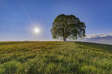 Vredeslinde op de Wittelsbacher Höhe in de Allgäu van Walter G. Allgöwer