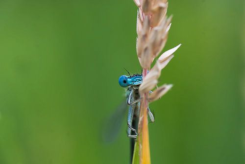 Watersnuffel frontaal