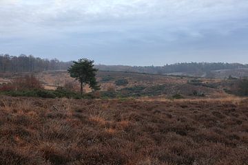 Landschap bij de Posbank van Sander Miedema