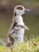 Portrait of a young Nile goose
