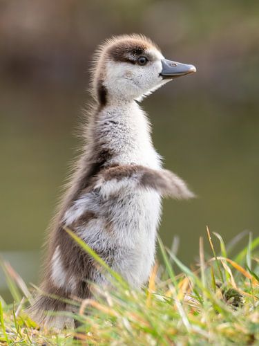 Portret van een jonge Nijlgans