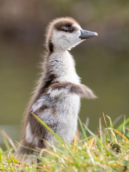 Portrait d'une jeune oie du Nil par Ron Westbroek
