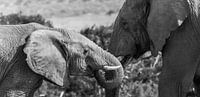 Olifanten in Addo Elephant Park van Chris van Kan thumbnail