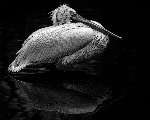 Pelican reflection in the water