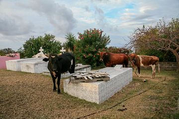 Kerkhof met koeien op Sint Eustatius