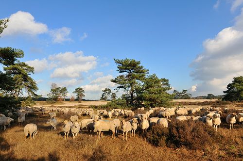 Kudde schapen op de heide