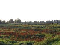 Aan de Waal 6
