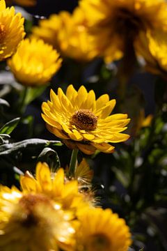 Not unique by being, but unique by becoming.