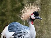 Grijze Kroonkraanvogel : Ouwehands Dierenpark van Loek Lobel thumbnail
