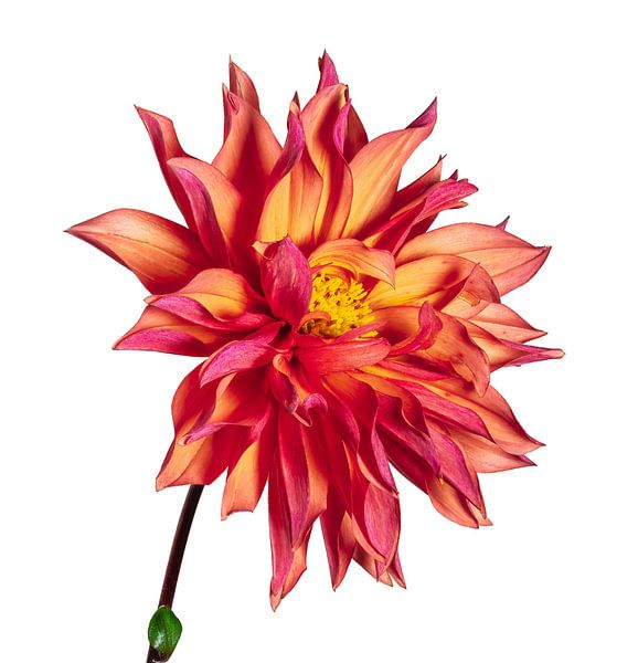 Macro of a dahlia flower on white background by ManfredFotos