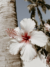 Weißer Hibiskus unter Palmen – Tropisches Blumenbild von StudioRemier