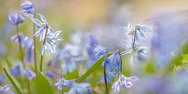 star hyacinth by Hanneke Luit