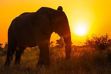 Olifant bij zonsondergang, Zuid-Afrika van W. Woyke