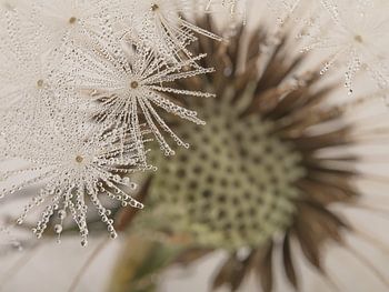 Ein Stück Natur: Versteckt hinter dem Flusenball