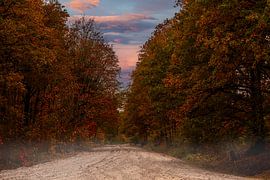 Sandy Path With Autumn Colours in the Trees. by Brian Morgan