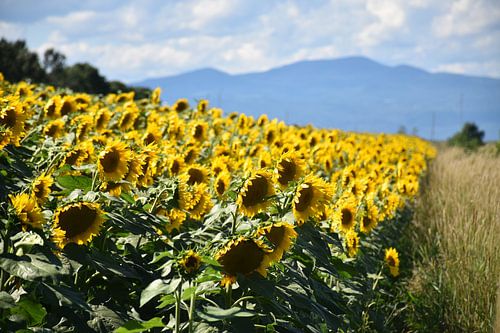 Een veld met zonnebloemen in de zomer