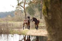 Chevaux sauvages