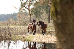 Chevaux sauvages