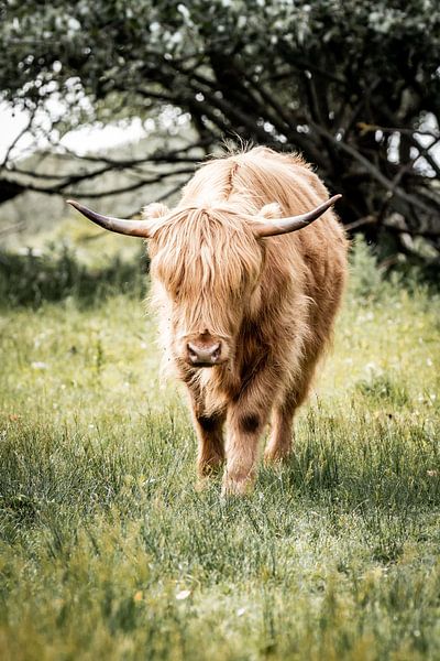 hooglander van Design Wall Arts