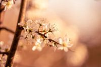 Soft Blossom en Spring Glow