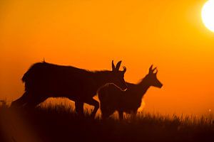 Gaemsen ( Rupicapra rupicapra ) bei Sonnenaufgang auf einer Bergwiese