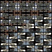 Birds in the blue