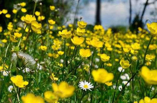 Buttercups in a sunny field