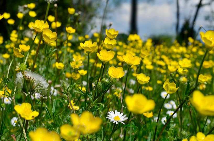 Butterblumen auf einem sonnigen Feld von Corinne Welp