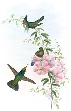 Blue-Crest, John Gould van Hummingbirds