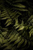 Ferns in the shade