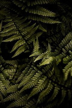 Ferns in the shade van Maurits Dekker