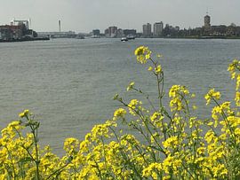 Merwede by Pieter Bot