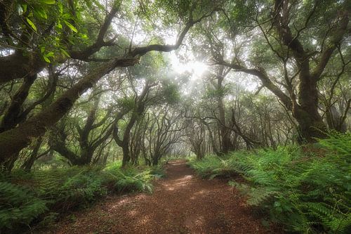 JUNGLE von Marvin Schweer