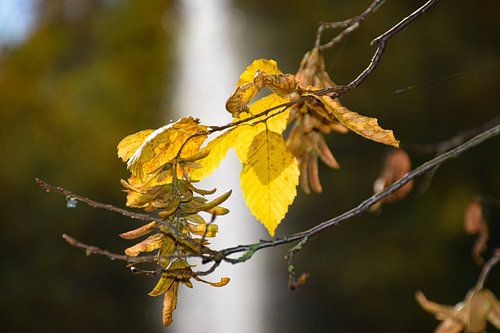 Herfstblad