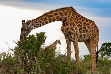 Giraffe b eating van Peter Michel