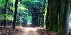 Bospad in zacht licht sur Rigo Meens