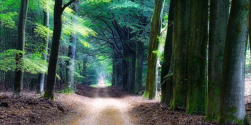 Bospad in zacht licht