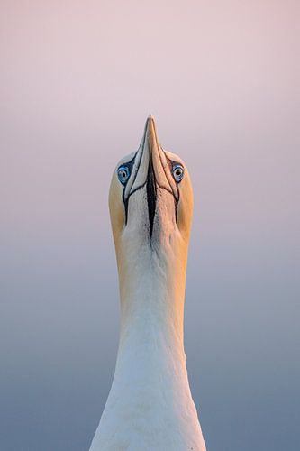 Gannet symmetry